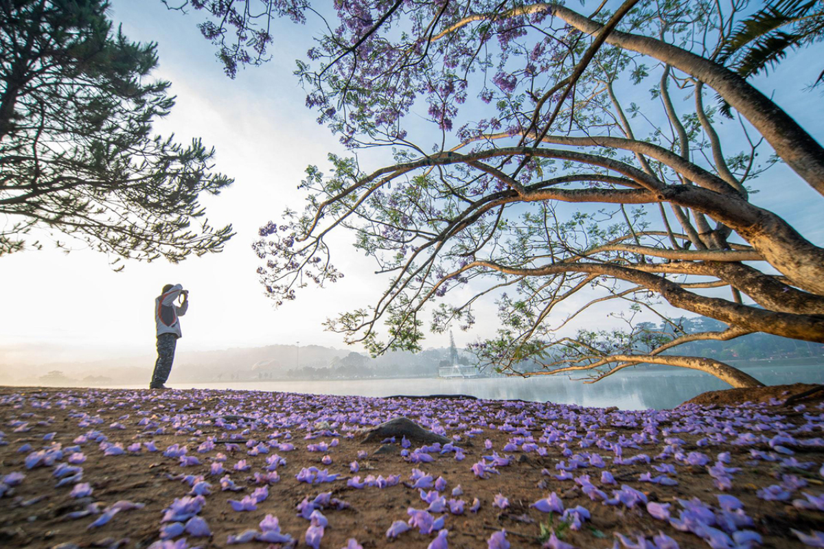 Purple jacaranda trees in bloom near Xuan Huong Lake